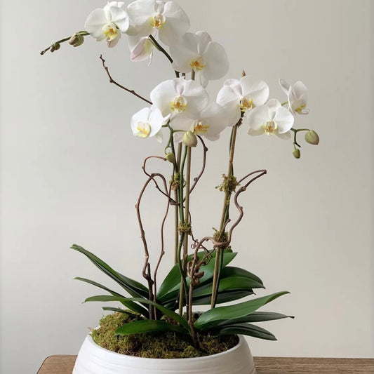 Phalaenopsis Orchids