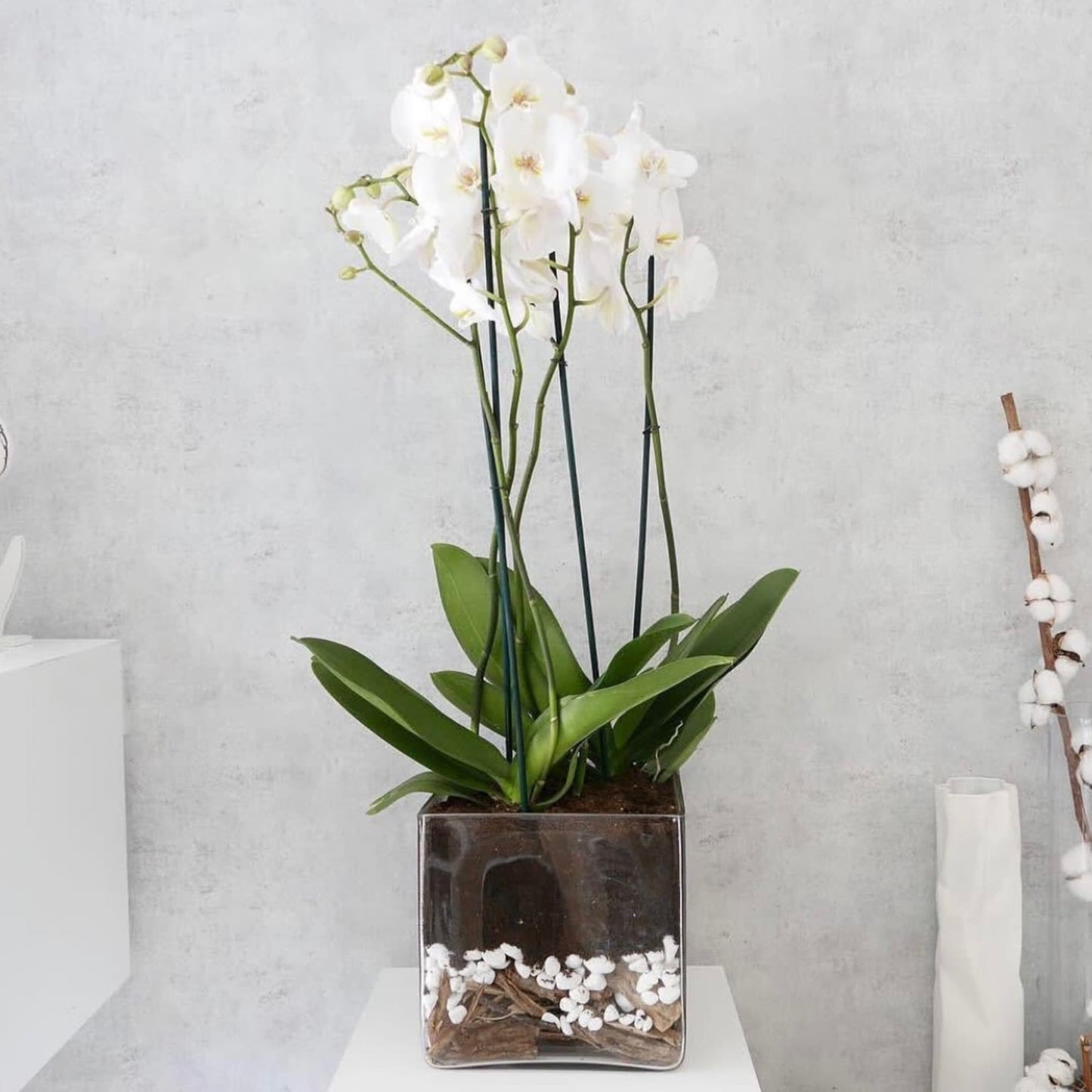 Orchid plant in clear vase