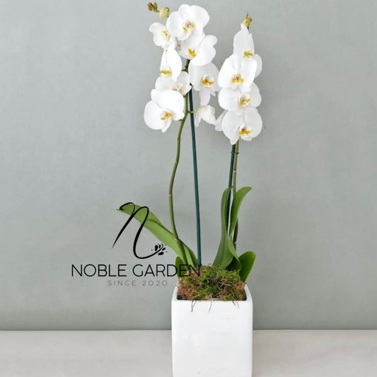 Orchid plant special