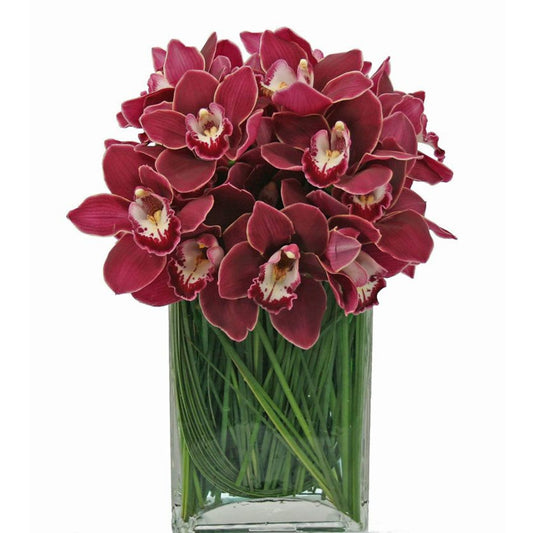 20 Cymbidium orchid